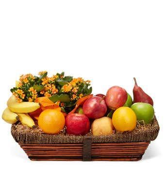Beautiful Kalanchoe and Bountiful Fruit Basket